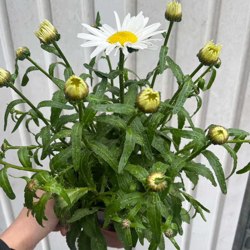 Leucanthemum x superbum Madonna' 9cm/1.5L -