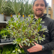Azalea 'Johanna' 2L -