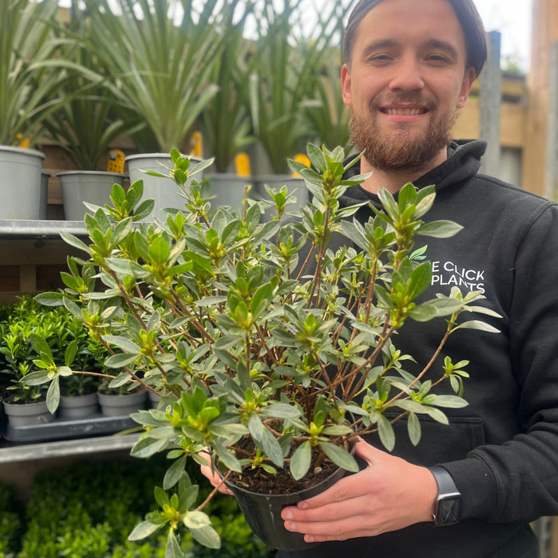Azalea 'Johanna' 2L -