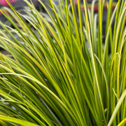 Acorus gramineus 'Ogon' 3L -