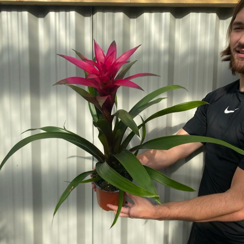 Guzmania amaretto - Pink -