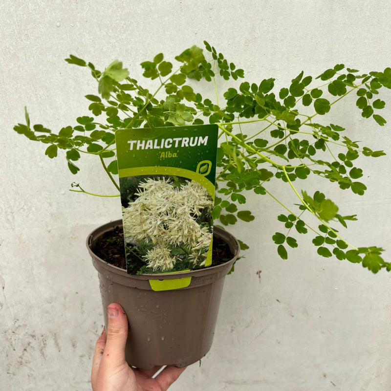 Thalictrum 'Alba' 2L -