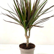 Dracaena Marginata 'Dragon Tree' 1 Stem -