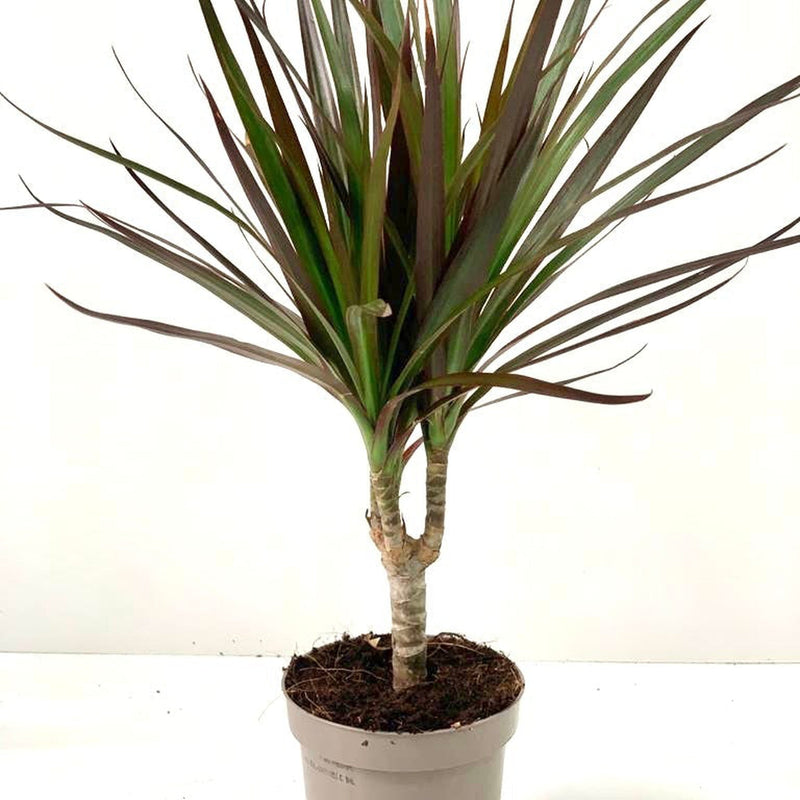 Dracaena Marginata 'Dragon Tree' 1 Stem -