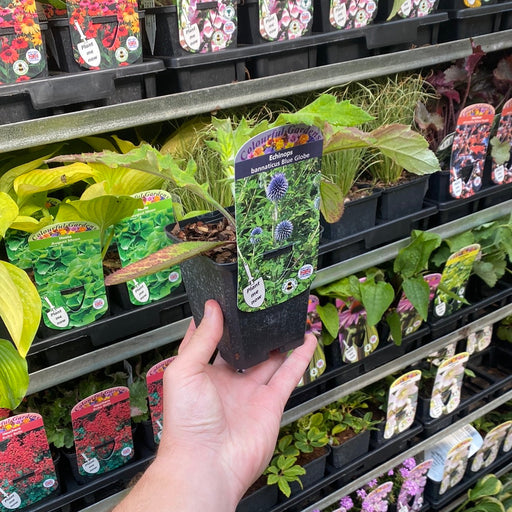 Echinops bannaticus 'Blue Globe' 9cm / 2L -