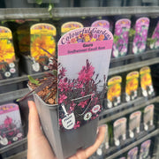 Gaura lindheimeri Gaudi Rose 9cm Pot -