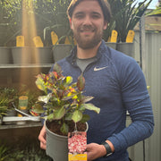 Hydrangea macrophylla 'Sabrina' 2L -