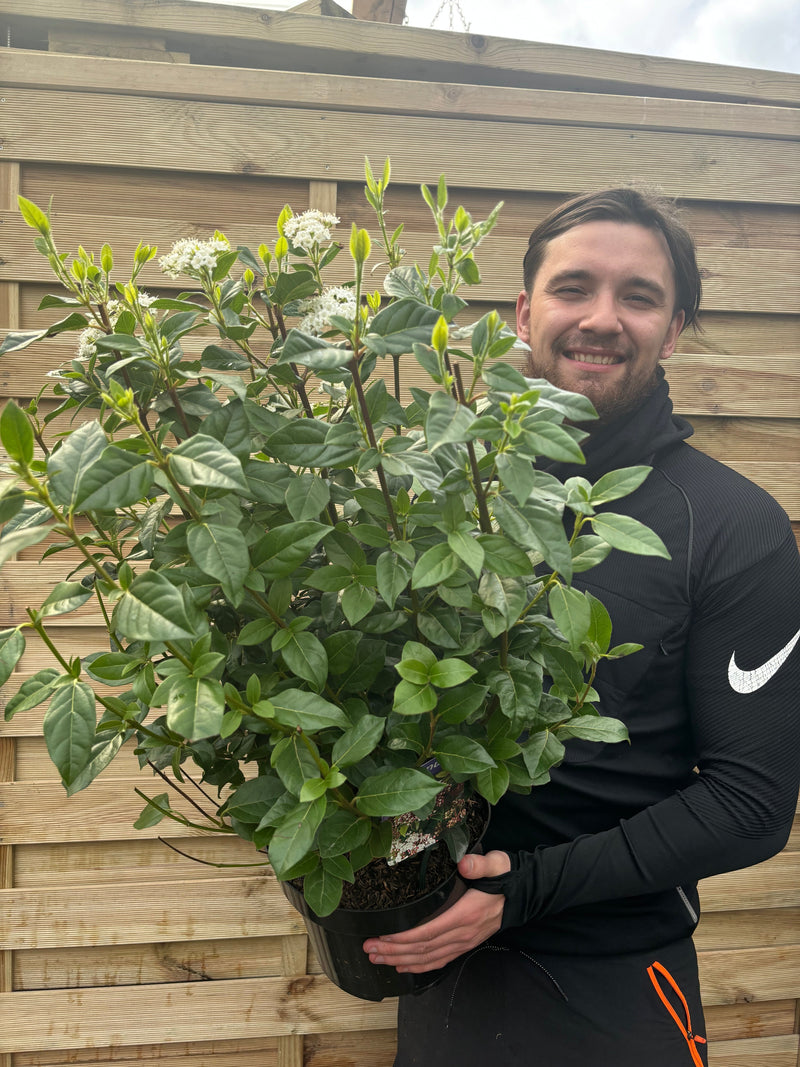Viburnum tinus 'Eve Price' 9cm-7.5L -