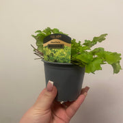 Heuchera 'Lime Marmalade' 9cm / 2L -