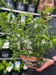 Eriostemon 'Flower Girl White' 2L