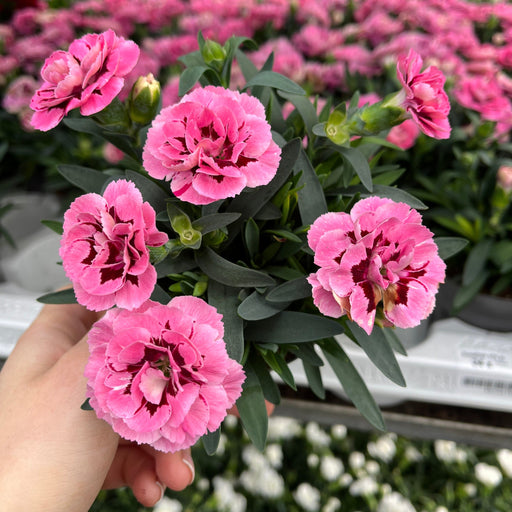 Dianthus Pink/Red (9cm growers pot) -