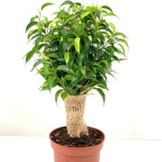 Ficus Natasja Kinky Jute Tree 30-35cm