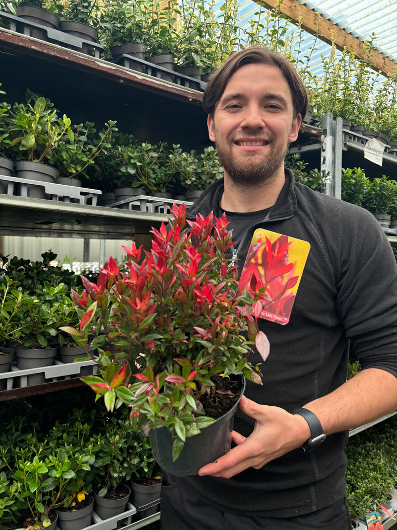 Leucothoe fontanesiana 'Little Flames' 2L -
