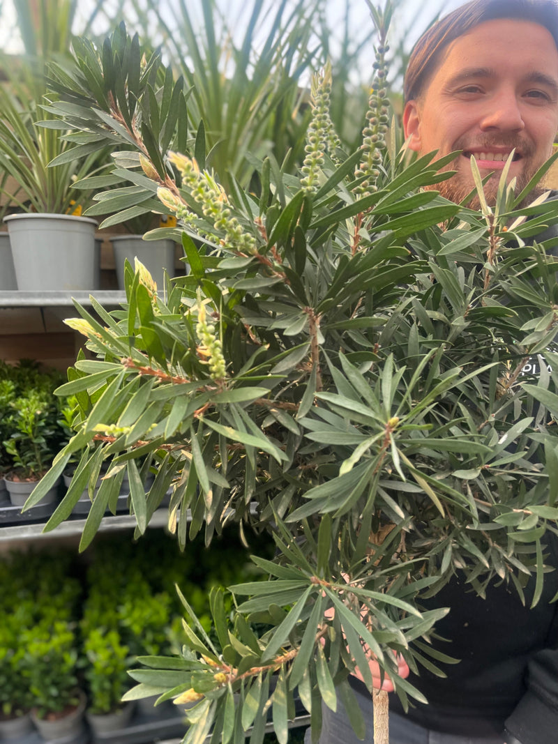 Standard Callistemon 'Kingpark' (Bottle Brush) 4L (90-100cm) -