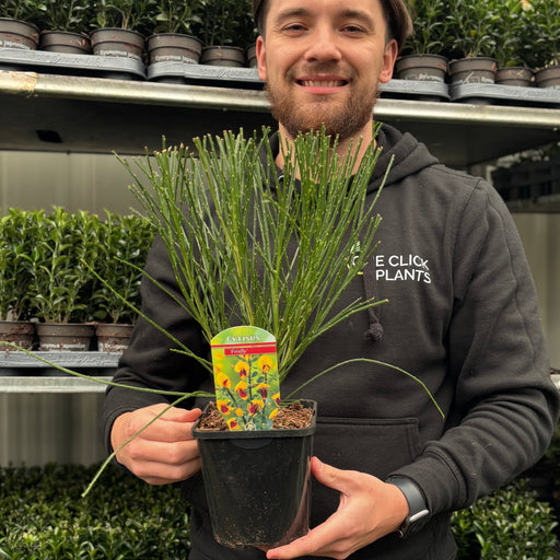 Cytisus 'Firefly' 2L -