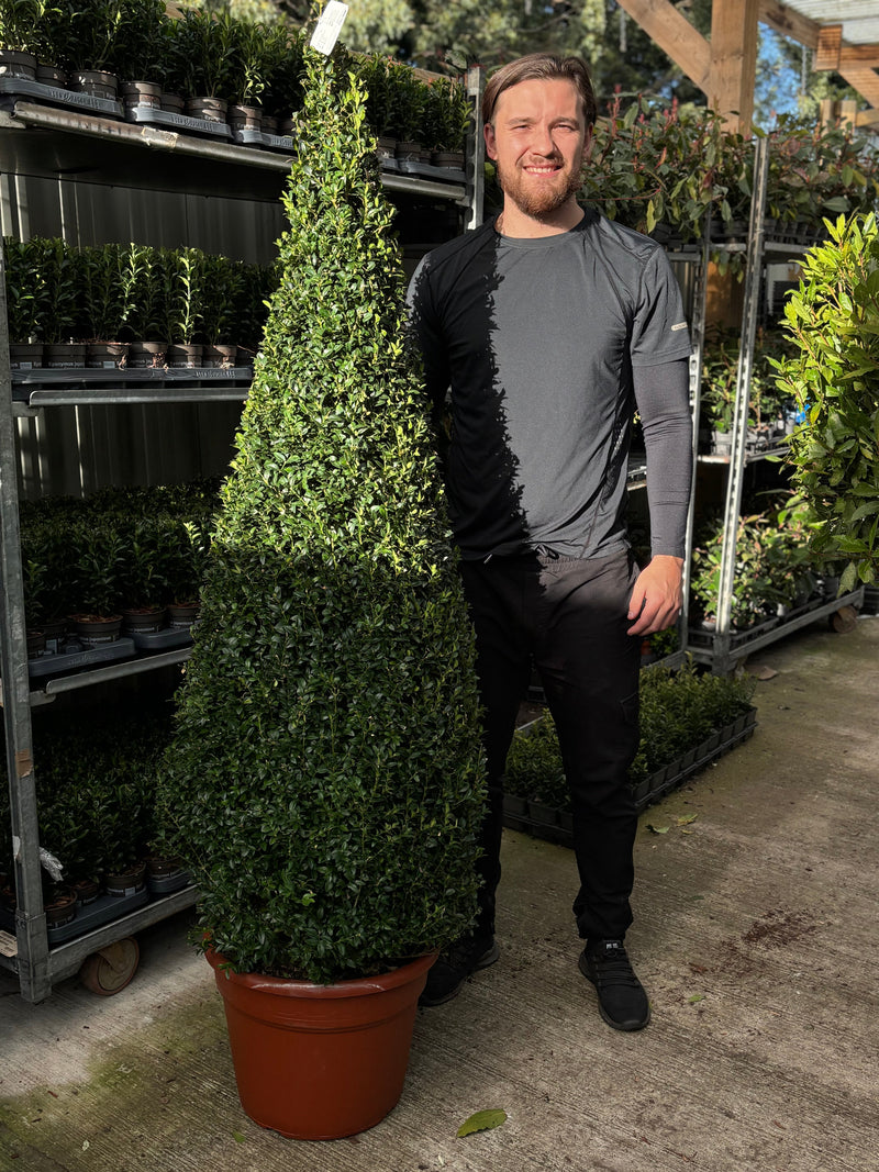Buxus/Topiary Cone (Buxus Sempervirens) -