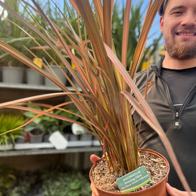 Phormium 'Evening Glow' 2L (40-50cm inc. pot) -
