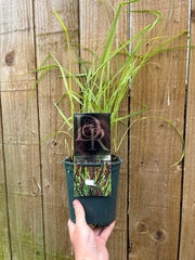 Panicum virgatum 'Sangria' 2L -