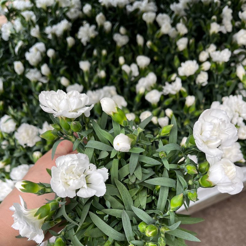 Dianthus White (9cm growers pot) -
