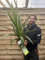 Cordyline 'Emerald Star' 5L 80-90cm -