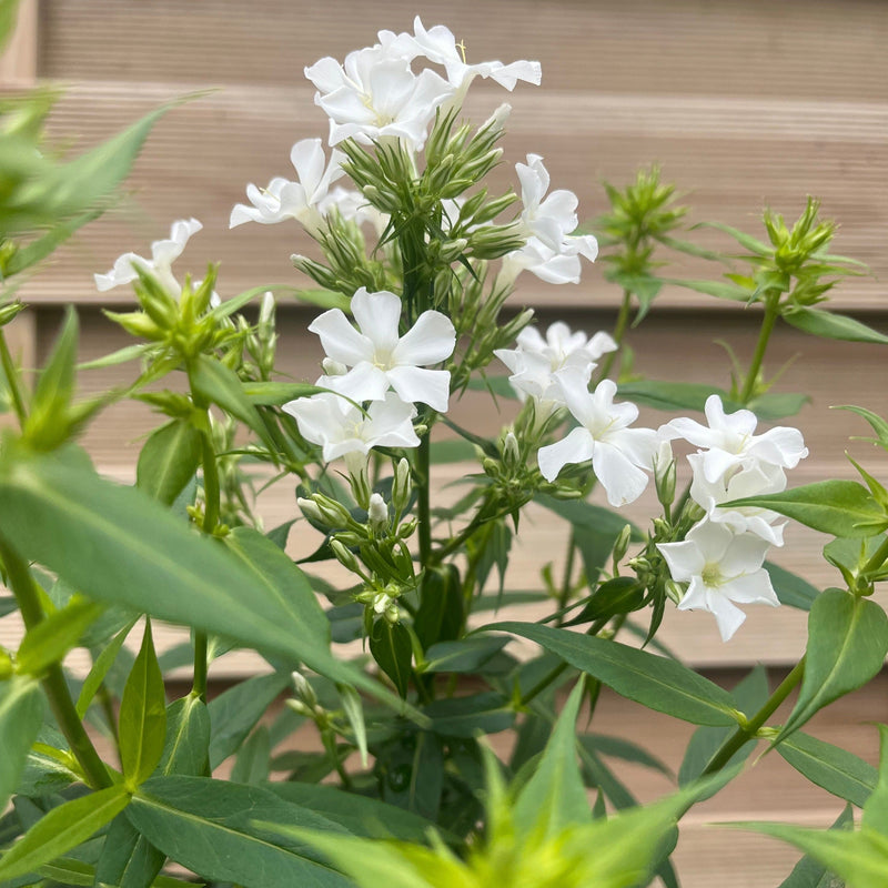 Phlox paniculata Early White 2L -