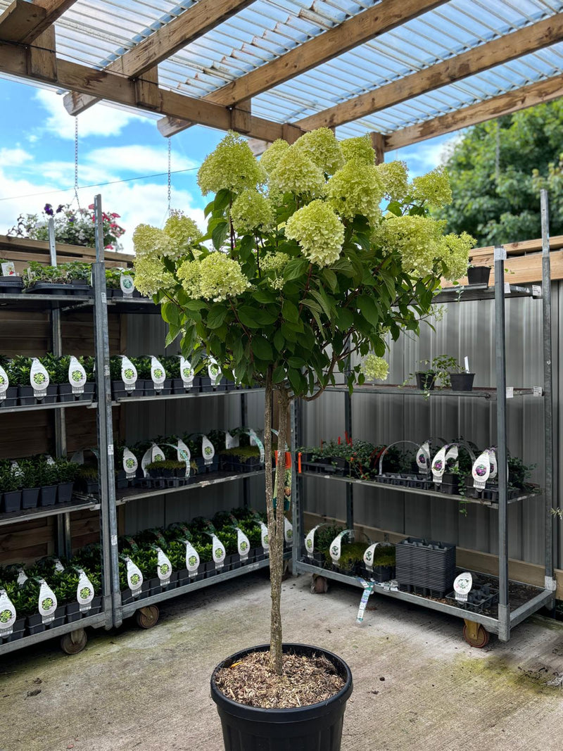 Hydrangea paniculata 'LimeLight’ Multistem Tree 12L-45L -