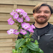 Phlox paniculata 'Pink Eye Flame' 2L -