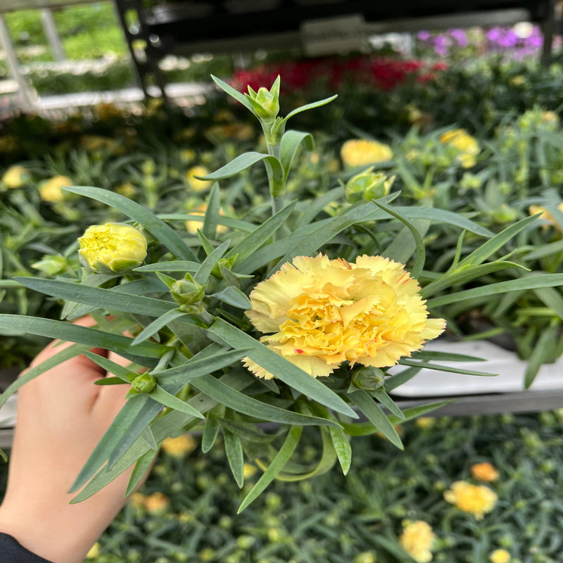 Dianthus Yellow (9cm growers pot) -