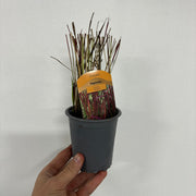 Imperata cylindrica Red Baron (Japanese Blood Grass) 9cm/2L/3L/7.5L -