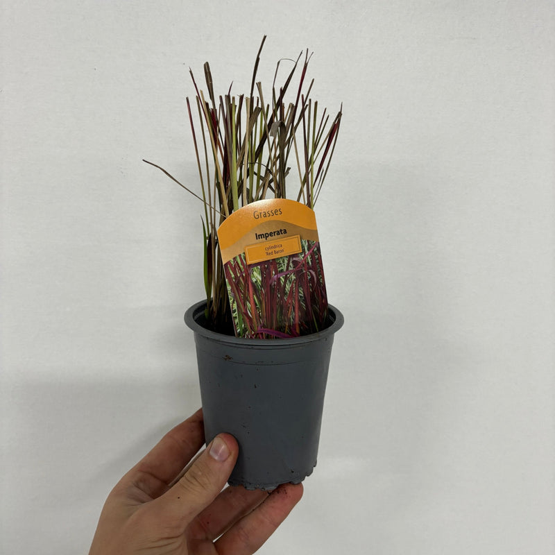 Imperata cylindrica Red Baron (Japanese Blood Grass) 9cm/2L/3L/7.5L -