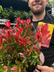 Leucothoe fontanesiana 'Little Flames' 2L -