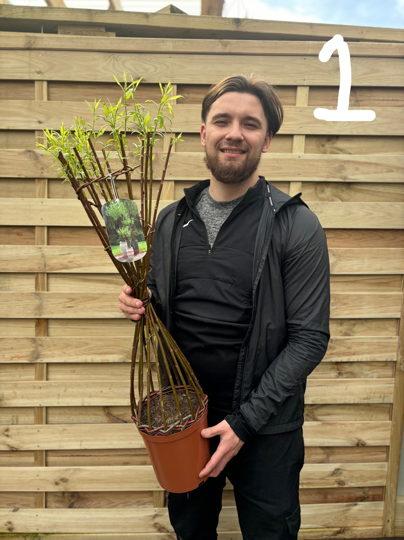 Salix Living Braided Willow Tree Sculpture (80-90cm) -