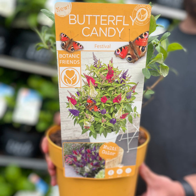 Buddleja 'Festival' Candy Mix 3L -
