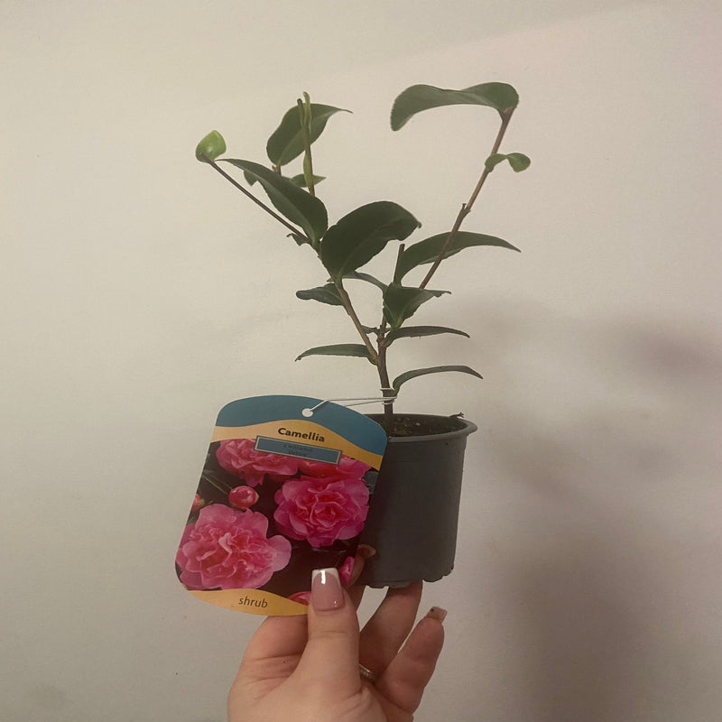 Camellia japonica Debbie 9cm / 2L -