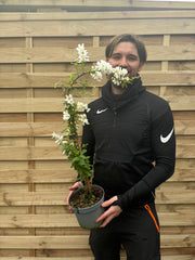 Exochorda × macrantha 'The Bride' 2L -