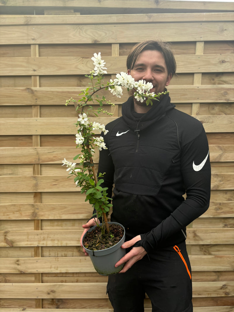 Exochorda × macrantha 'The Bride' 2L -