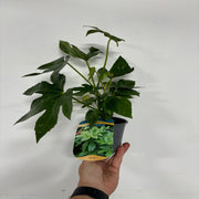 Fatsia japonica 9cm-5L -