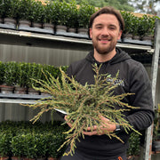 Juniperus communis 'Repanda' 2L