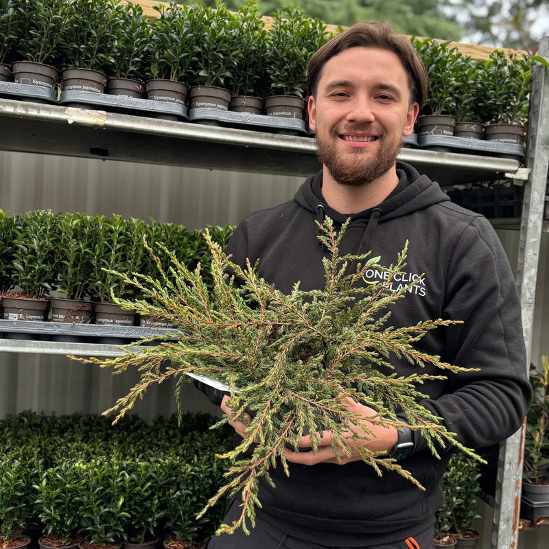 Juniperus communis 'Repanda' 2L
