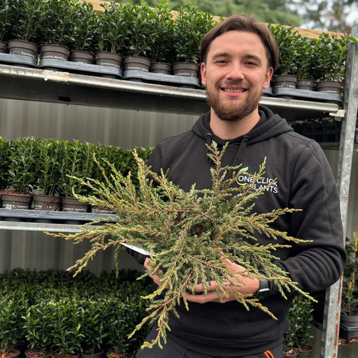 Juniperus communis 'Repanda' 2L