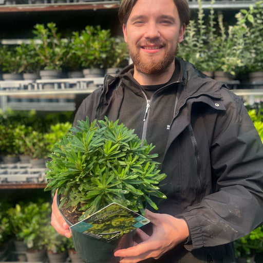 Euphorbia amygdaloides 'Red Wing' 3L -