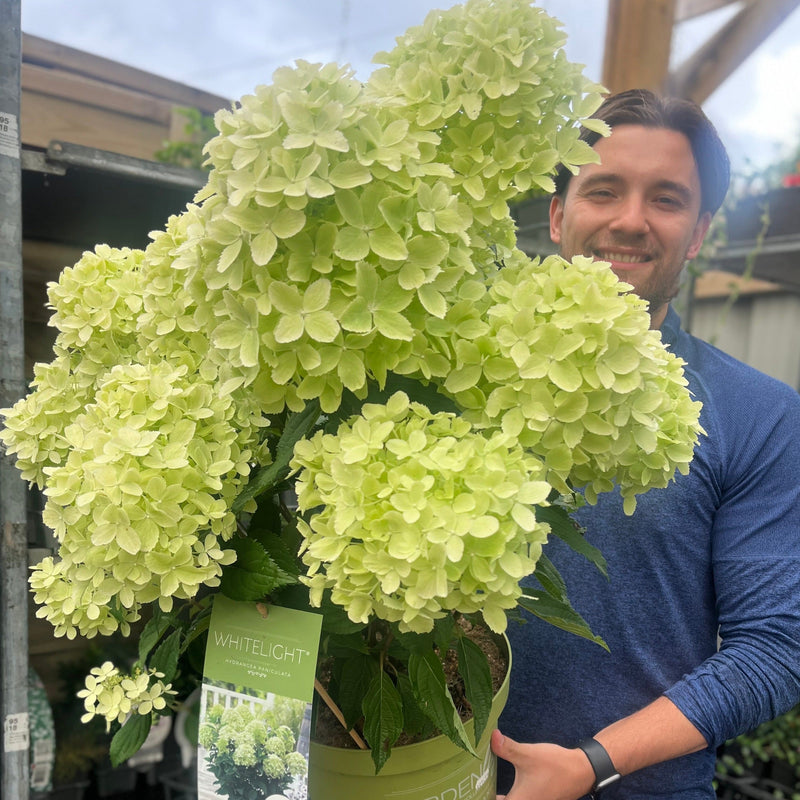 Hydrangea paniculata 'White Light' 2L / 5L / 7.5L -