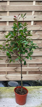 Special offer: Half Standard Photinia 'Red Robin' 100cm (2 for £54.99) -