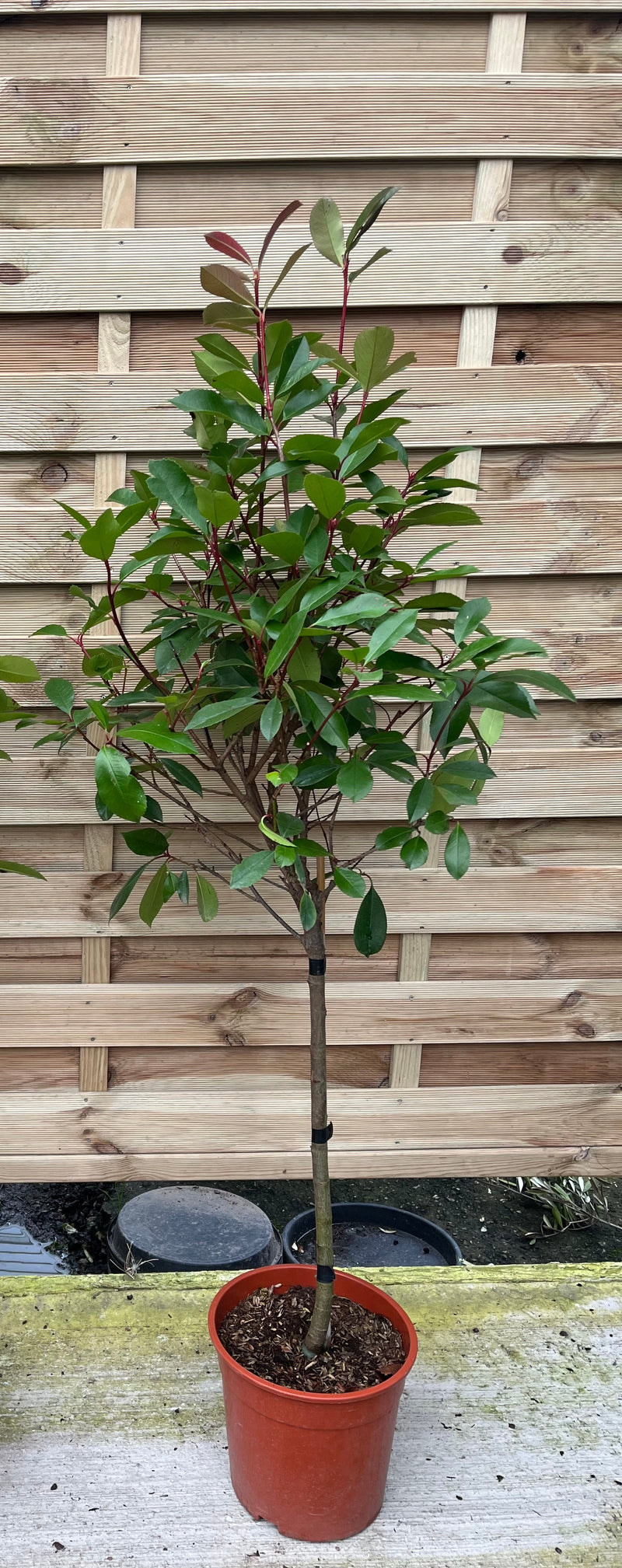 Special offer: Half Standard Photinia 'Red Robin' 100cm (2 for £54.99) -