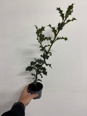 Ilex aquifolium (Holly Bush) 9cm / 2L -
