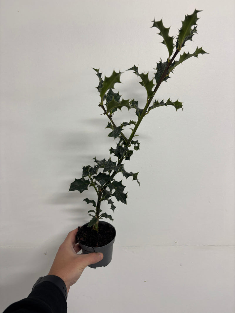 Ilex aquifolium (Holly Bush) 9cm / 2L -
