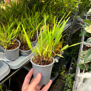 Hakonechloa macra Grass 9cm / 2L