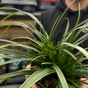 Carex oshimensis 'Irish Green' 2L / 3L -