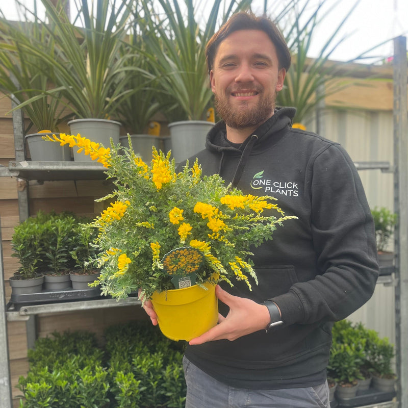 Cytisus 'Racemosus' 1.5L / 2L -