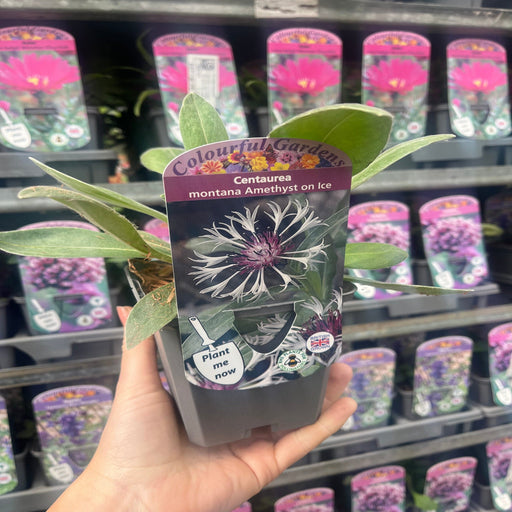 Centaurea montana Amethyst on Ice 9cm/2L -